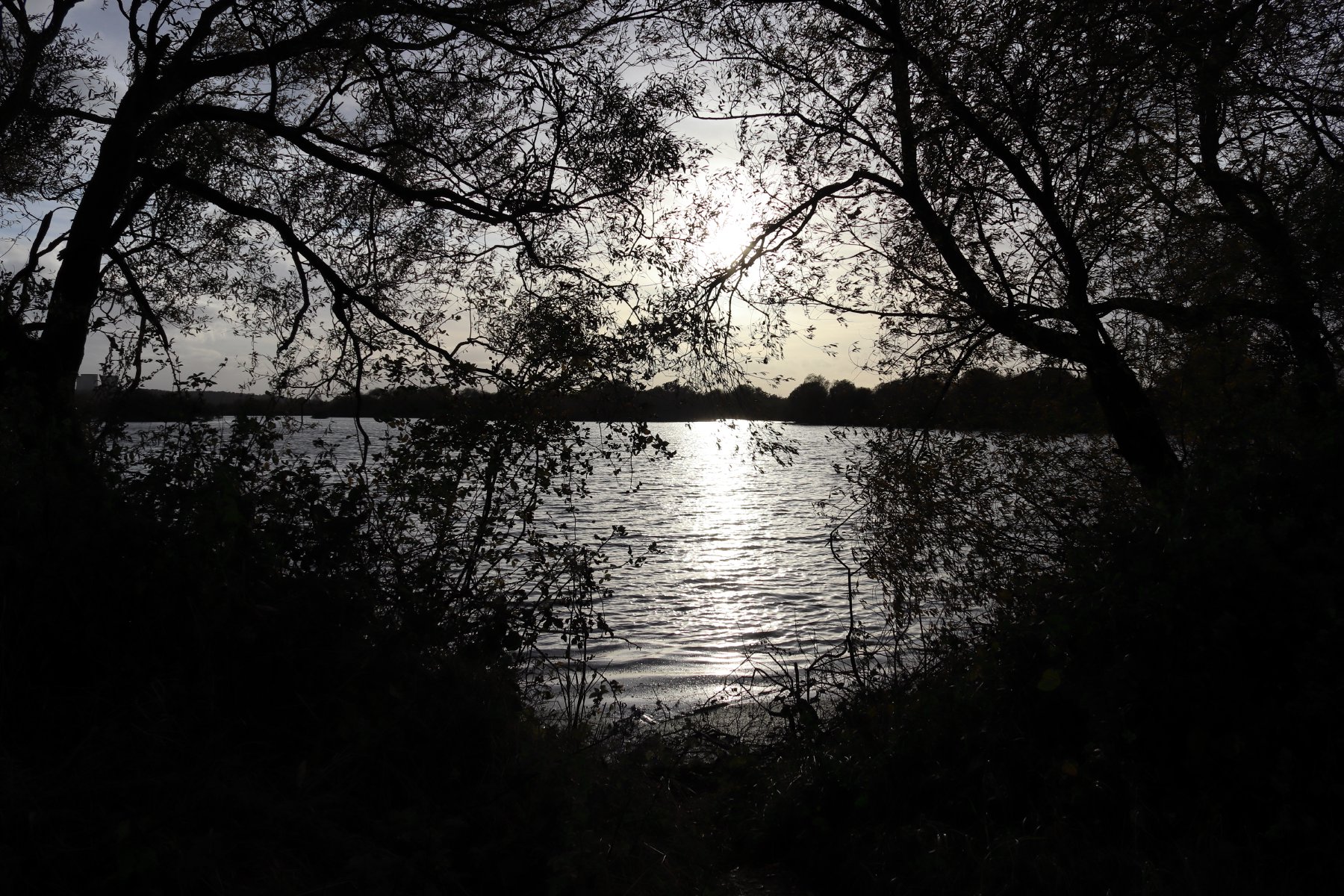 Silhouetted Sunset